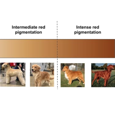 Red Pigment Intensity
